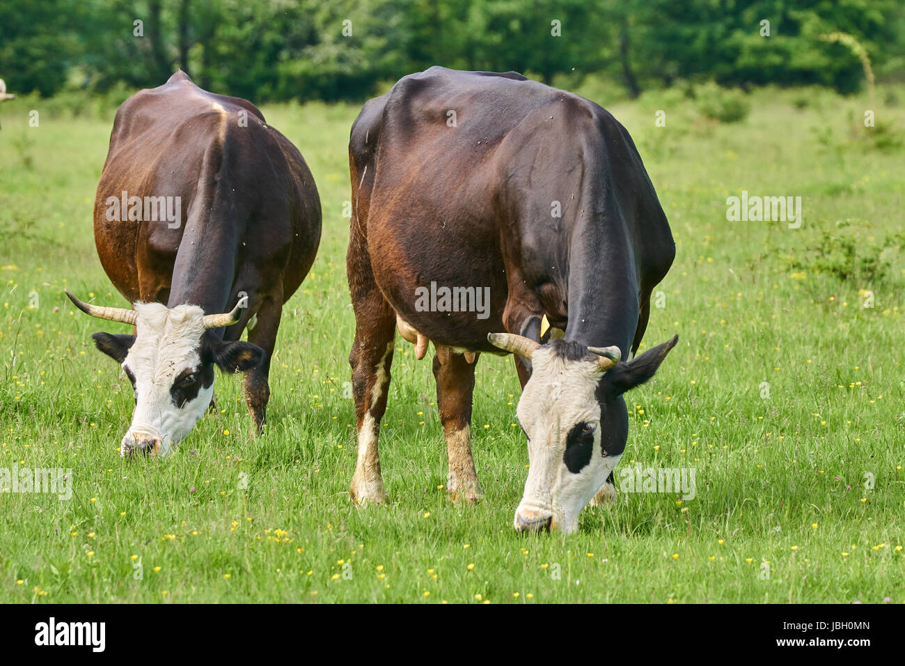Brown cows grazing on a pasture in the summer Stock Photo - Alamy