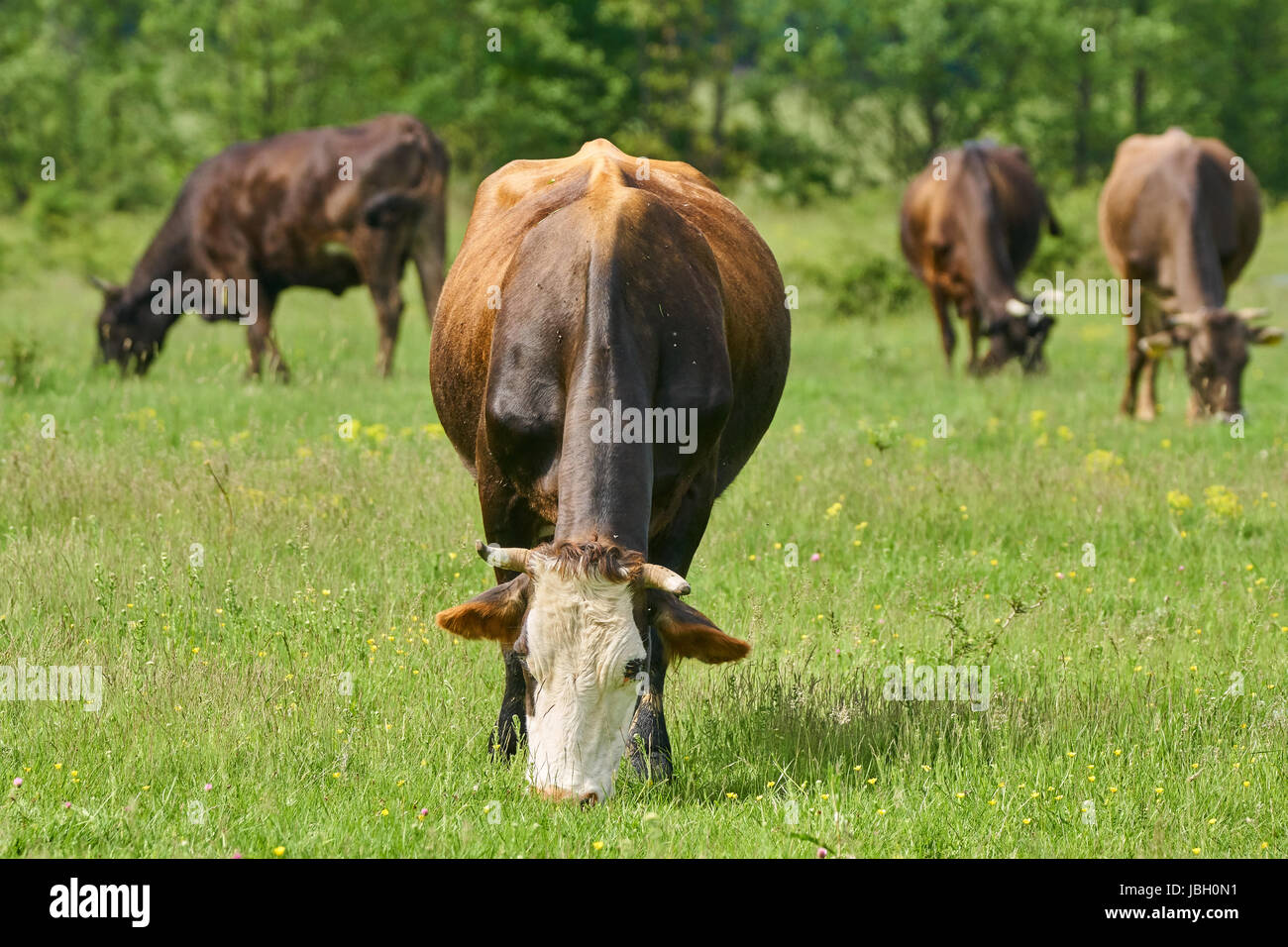Brown cows grazing on a pasture in the summer Stock Photo - Alamy