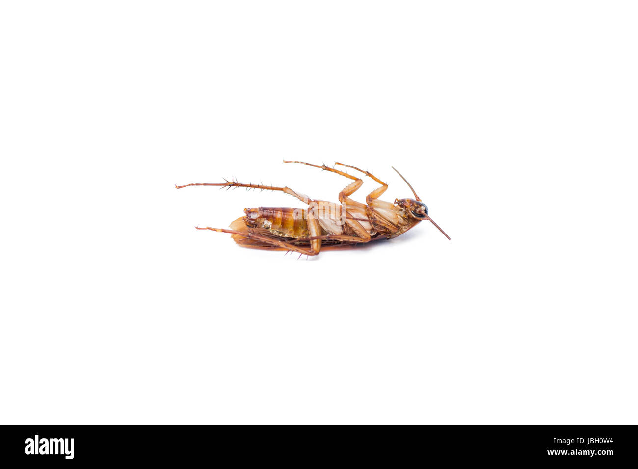 Cockroach isolated white background Stock Photo Alamy