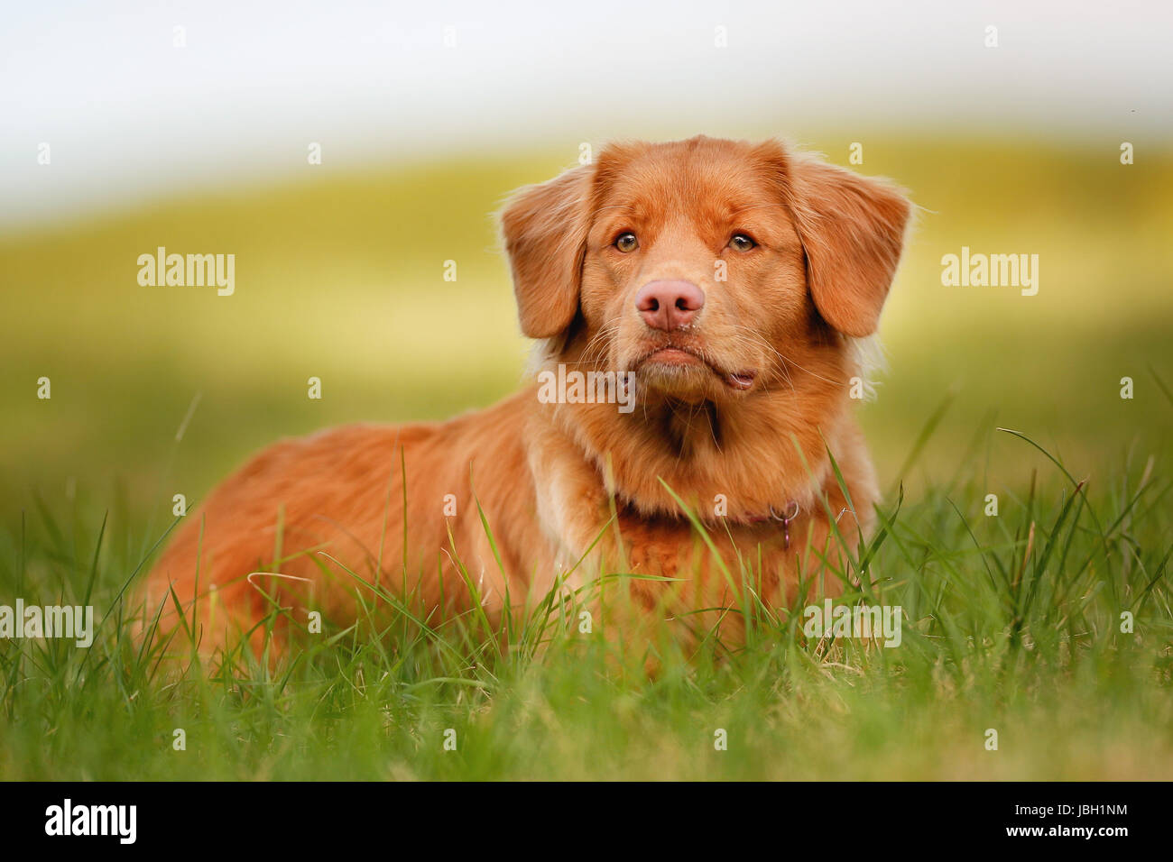 Purebred Nova Scotia Duck Tolling Retriever looking towards the camera. Stock Photo