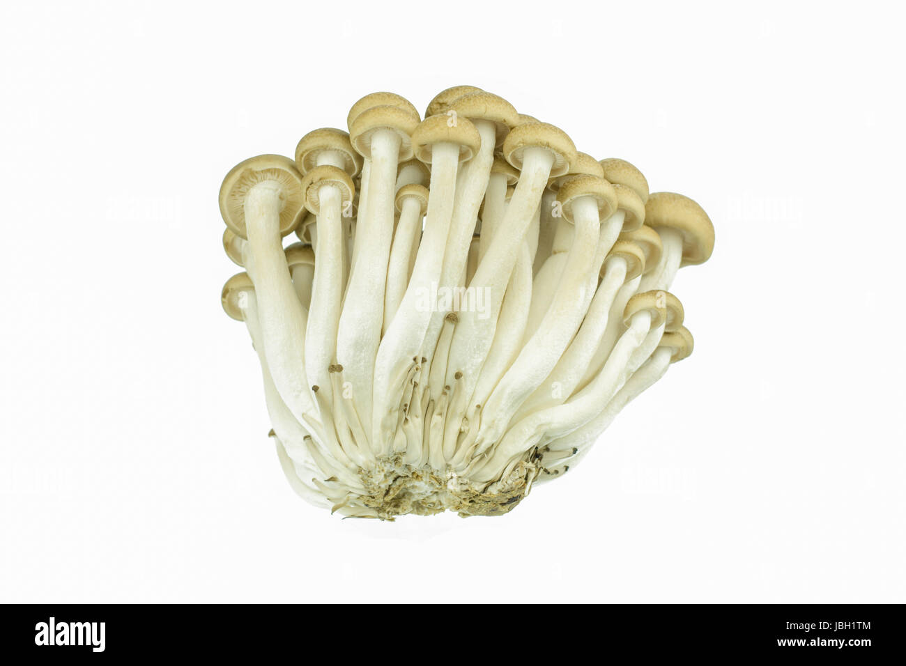 Japanese Brown Beech Mushrooms Buna Shimeji isolated on white Stock