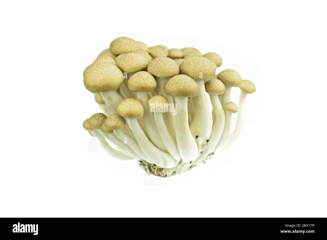 Japanese Brown Beech Mushrooms Buna Shimeji isolated on white Stock Photo