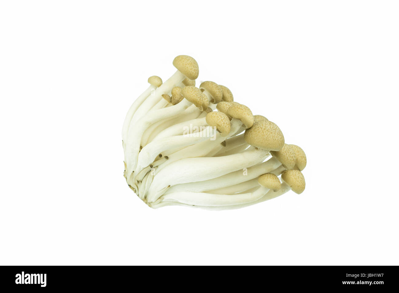 Japanese Brown Beech Mushrooms Buna Shimeji isolated on white Stock