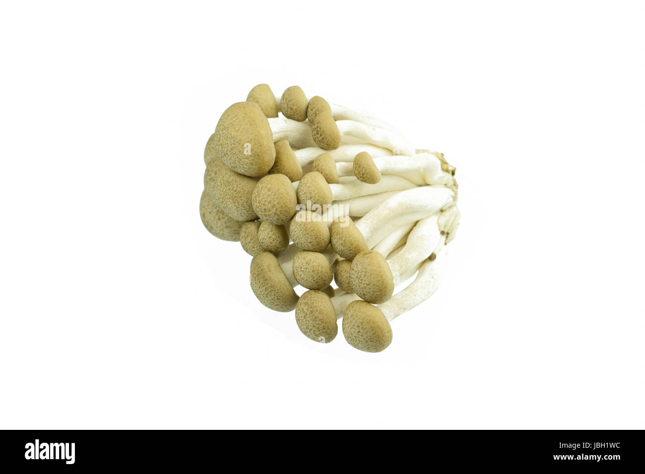 Japanese Brown Beech Mushrooms Buna Shimeji isolated on white Stock