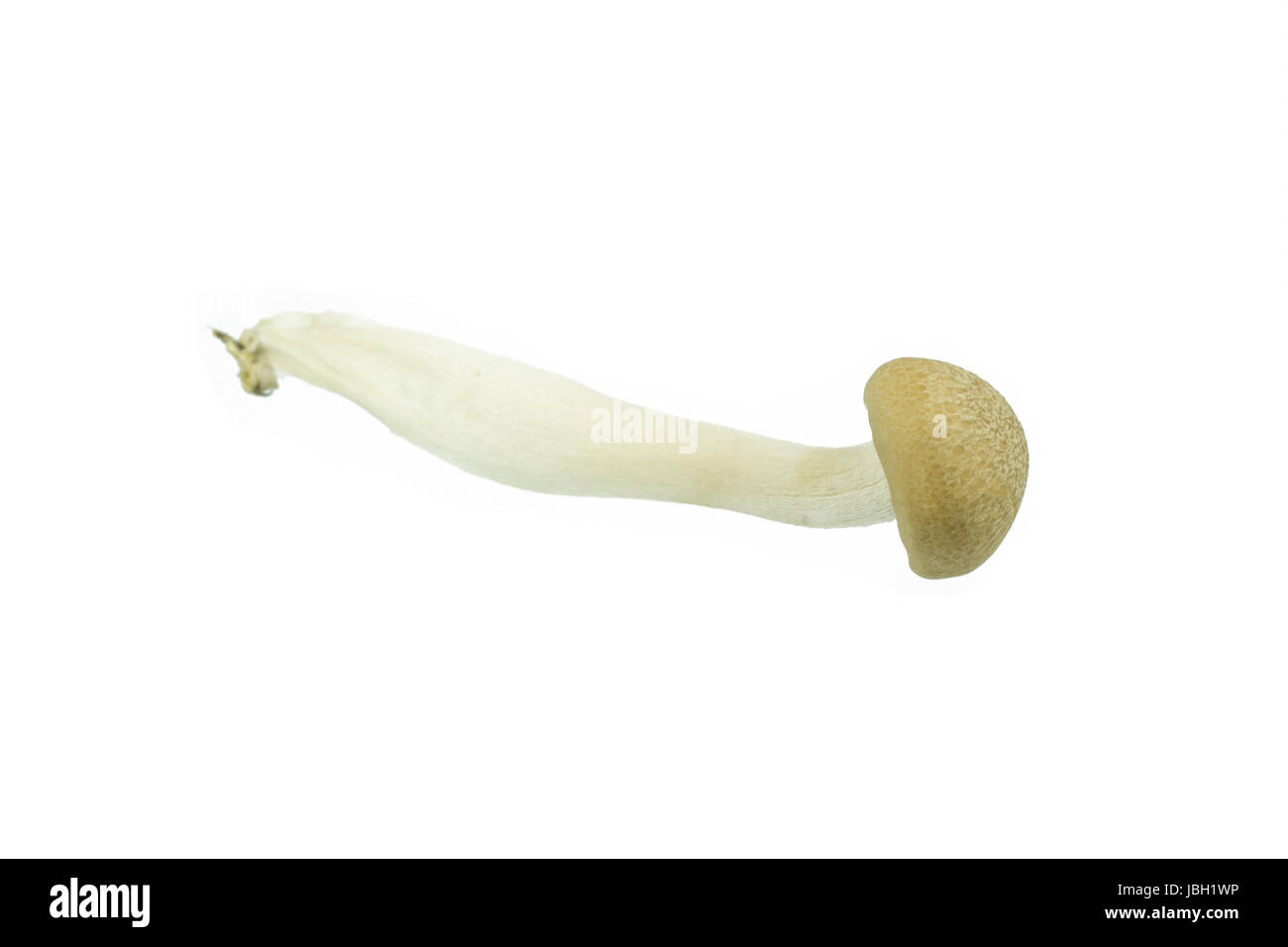 Japanese Brown Beech Mushrooms Buna Shimeji isolated on white Stock