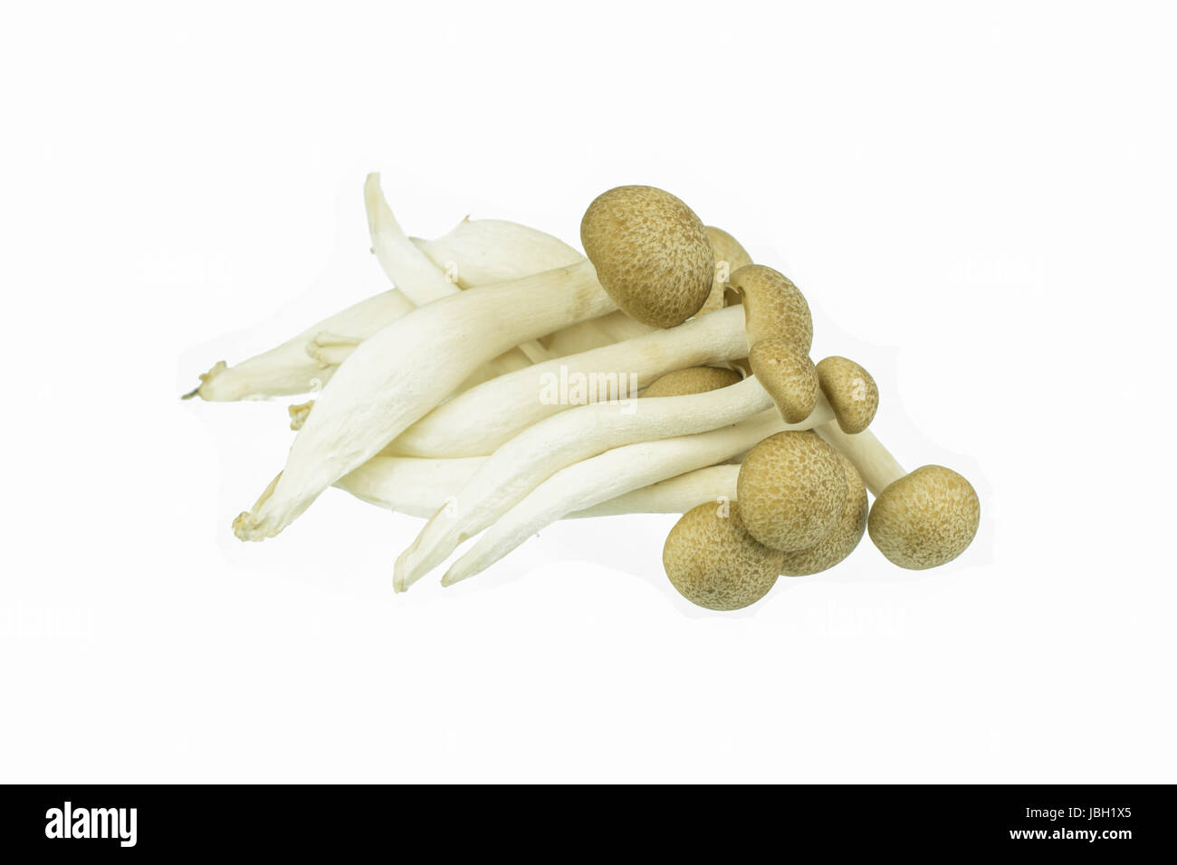 Japanese Brown Beech Mushrooms Buna Shimeji isolated on white Stock