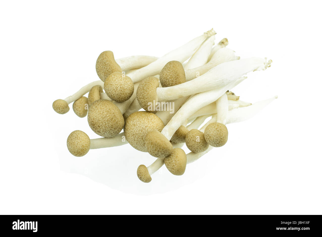 Japanese Brown Beech Mushrooms Buna Shimeji isolated on white Stock Photo