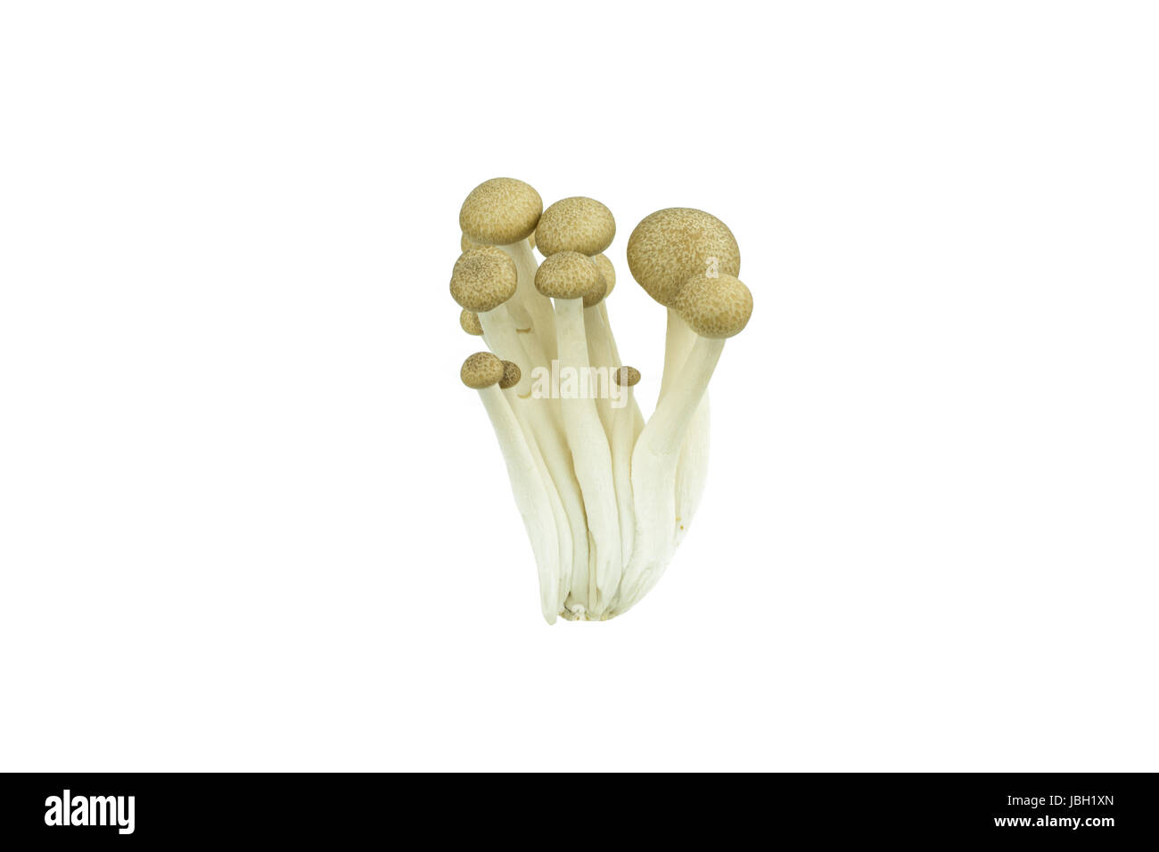 Japanese Brown Beech Mushrooms Buna Shimeji isolated on white Stock Photo