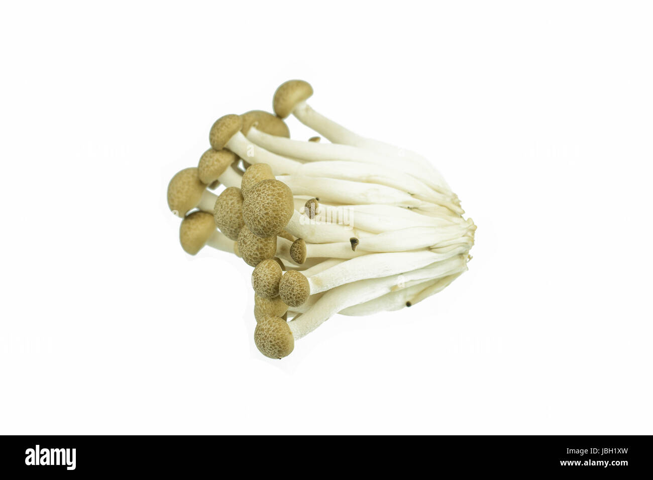 Japanese Brown Beech Mushrooms Buna Shimeji isolated on white Stock