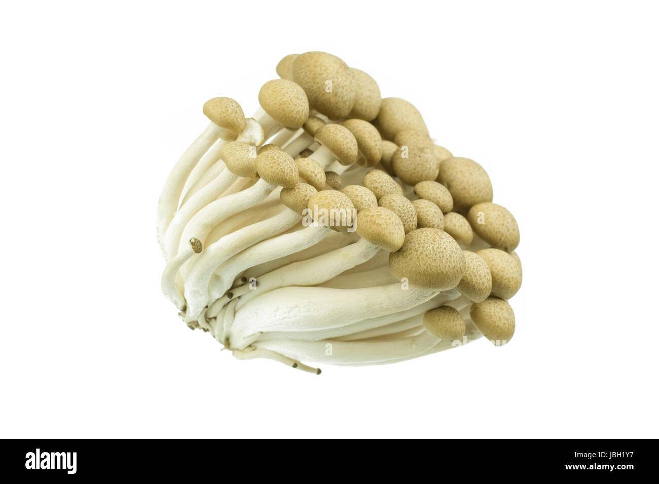 Japanese Brown Beech Mushrooms Buna Shimeji isolated on white Stock