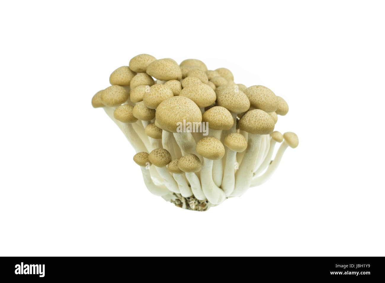 Japanese Brown Beech Mushrooms Buna Shimeji isolated on white Stock