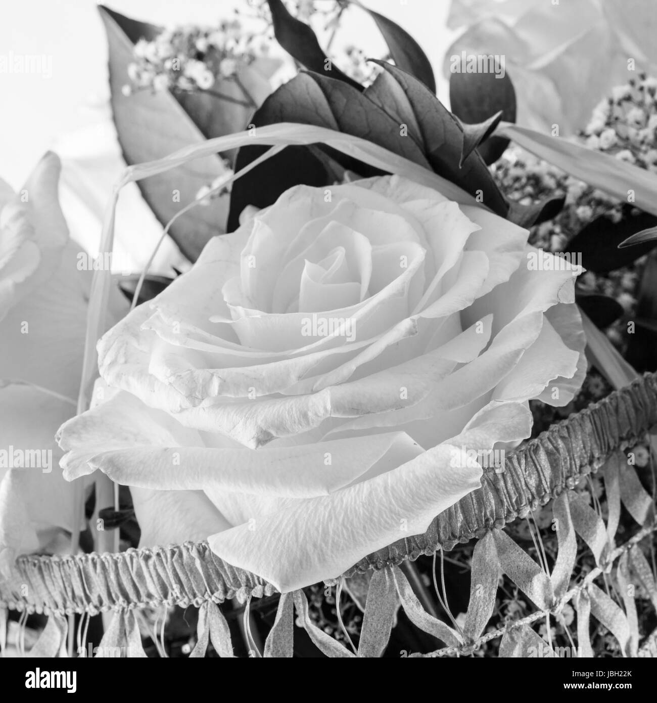 Elegant white roses blooming in Black and White Stock Photos & Images ...