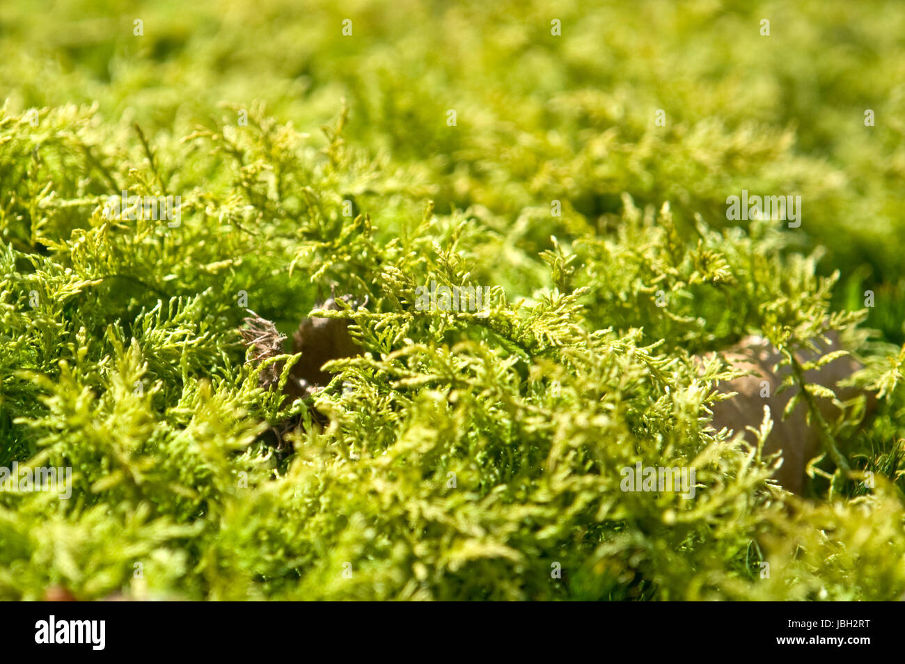 detail shot of some fresh moss at spring time Stock Photo
