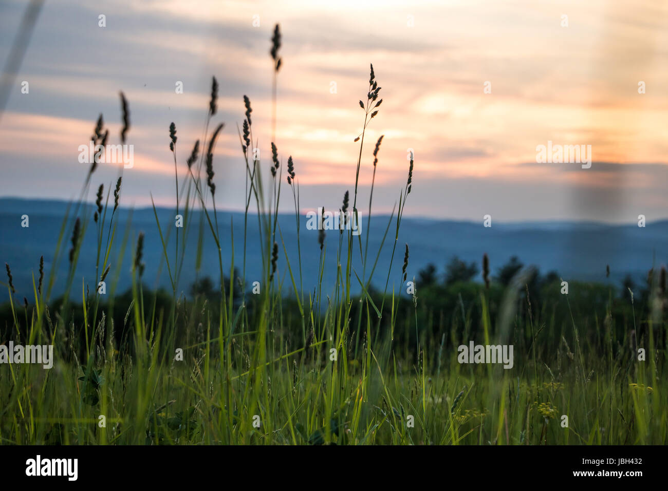 Tall Grass in front of Beautiful Sunset Stock Photo - Alamy