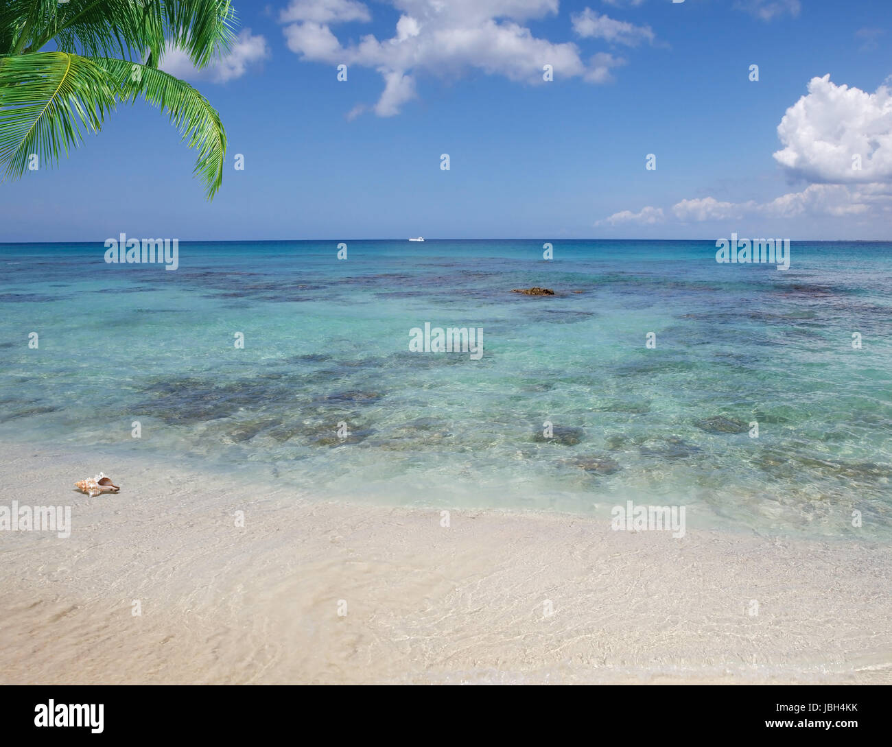 Tropical beach on the ocean, with palm trees and shell with blue sky ...