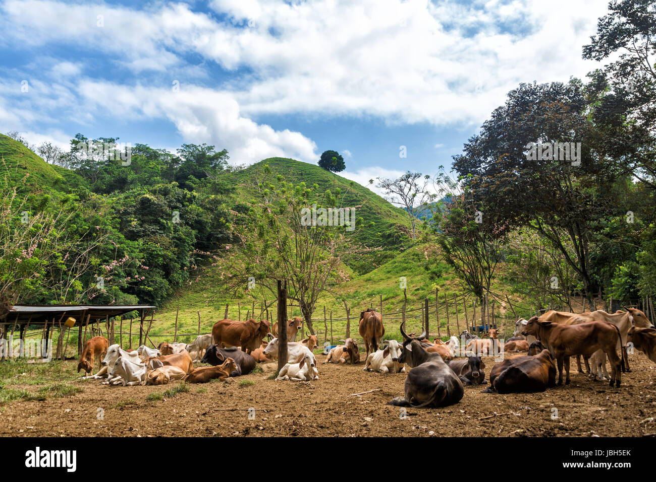 Herd of cattle with lush green hills in the background Stock Photo - Alamy
