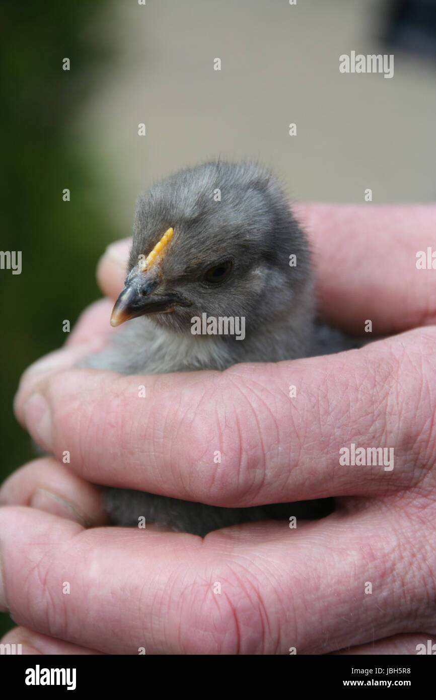 birds location shot Stock Photo Alamy