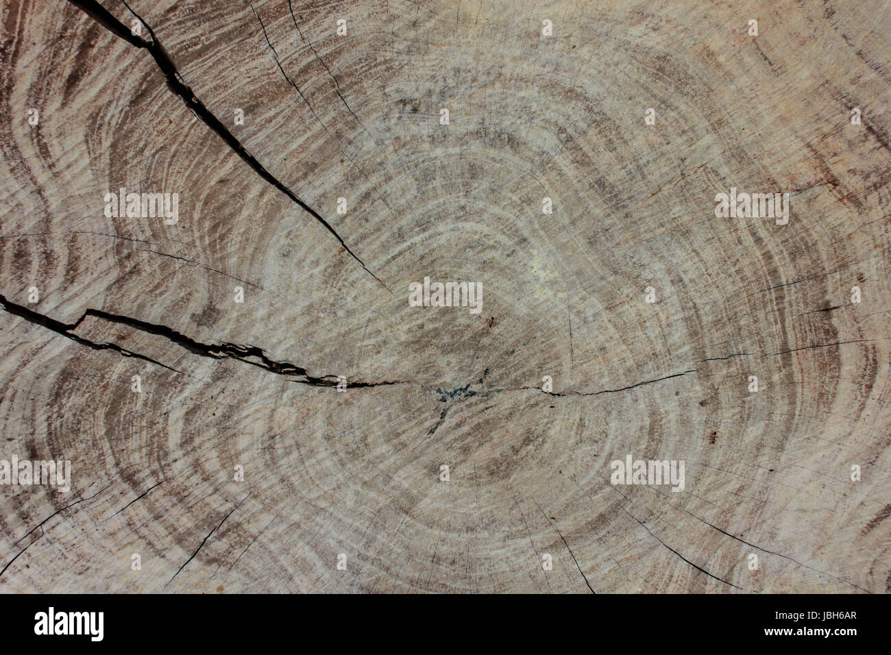 Close up wood texture of cut tree trunk Stock Photo - Alamy