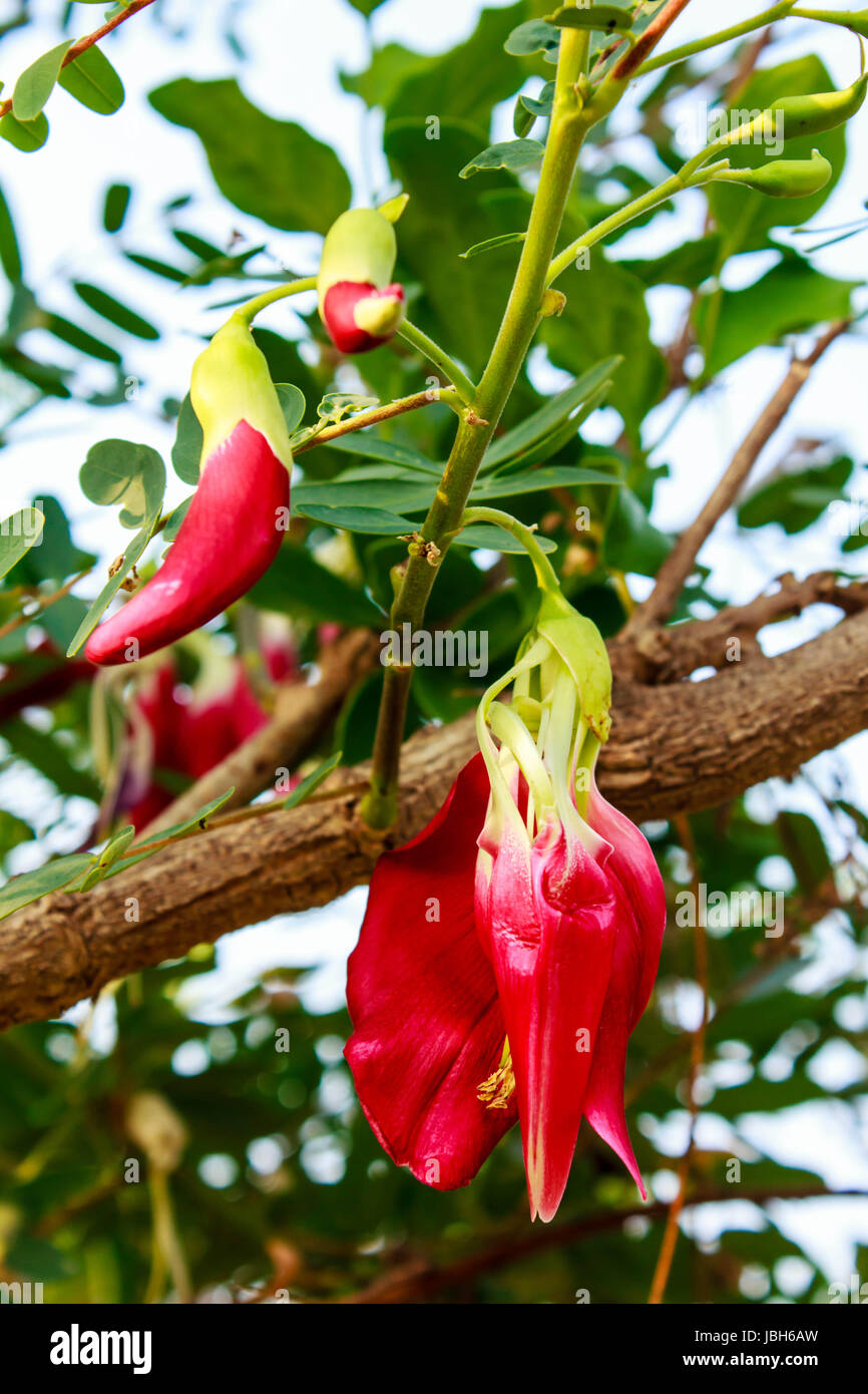 Vegetable Humming Bird Sesban Agasta (Sesbania grandiflora Desv. in science name or Dok Kae in Thai) Stock Photo