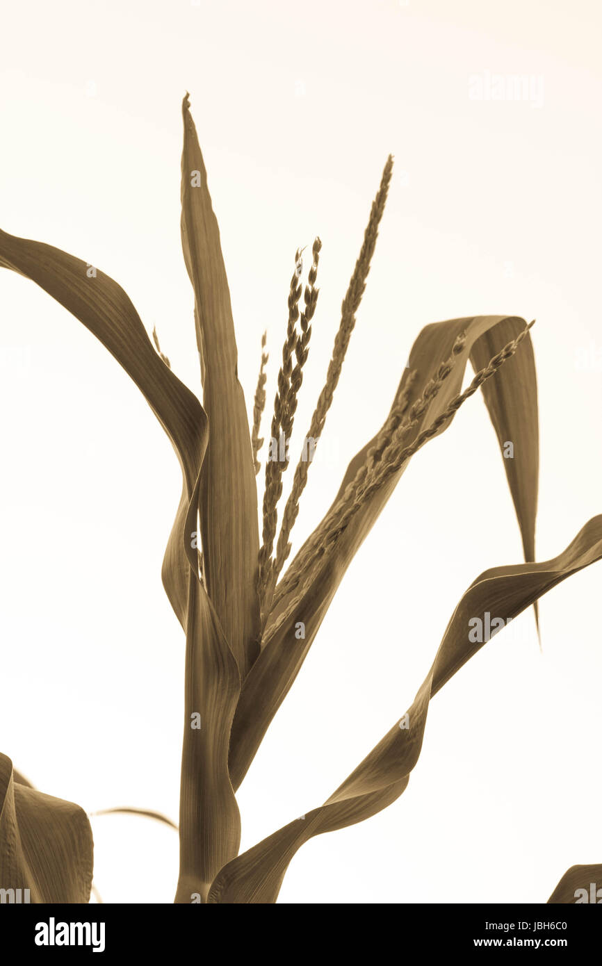Inflorescence at corn plantation (picture in the vintage style Stock ...