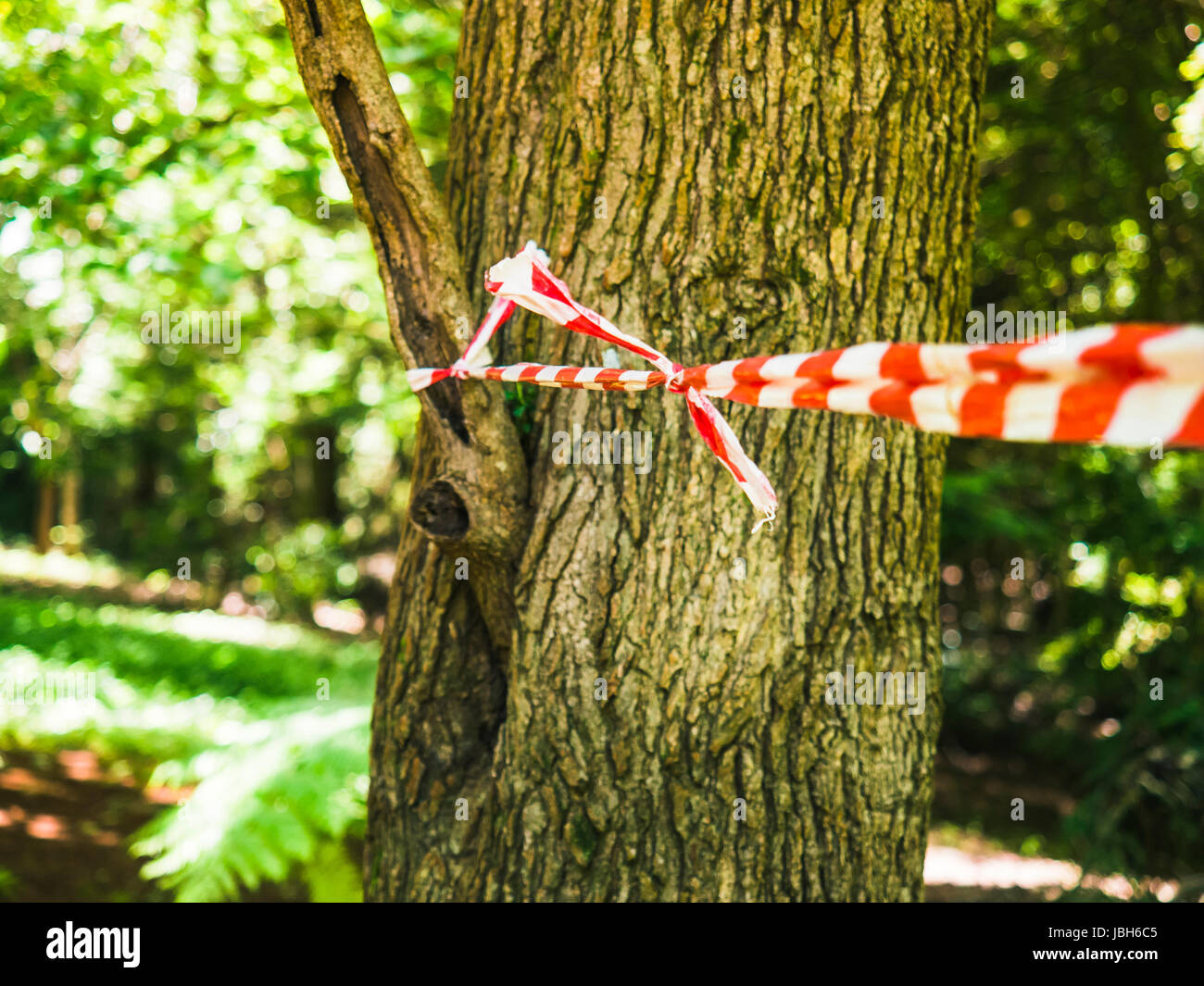 Red And White Tape Around A Tree Stock Photo Alamy