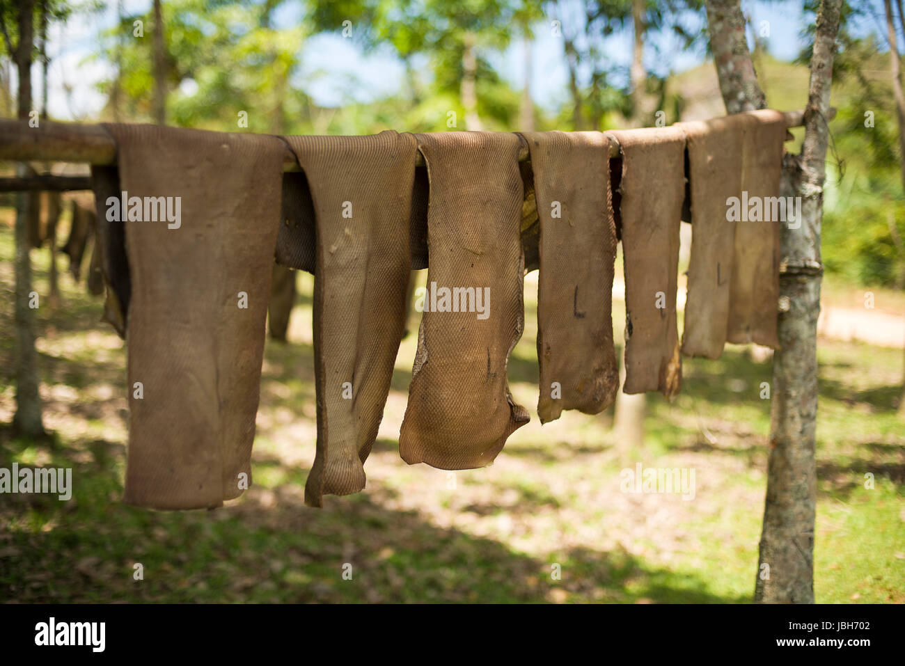 Rubber sheet drying outdoor in local rubber factory Stock Photo Alamy