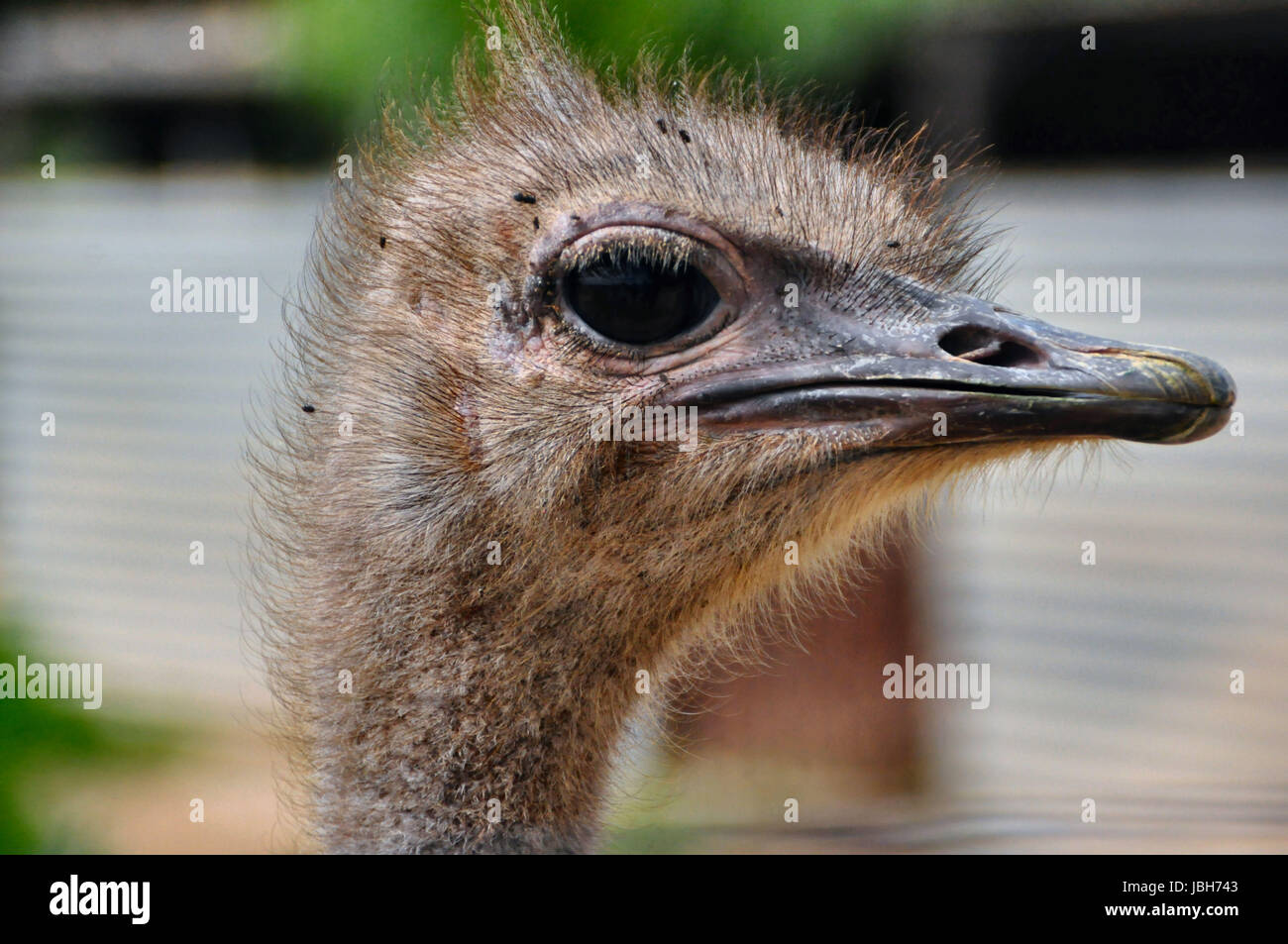 Cursorial animals hi-res stock photography and images - Alamy