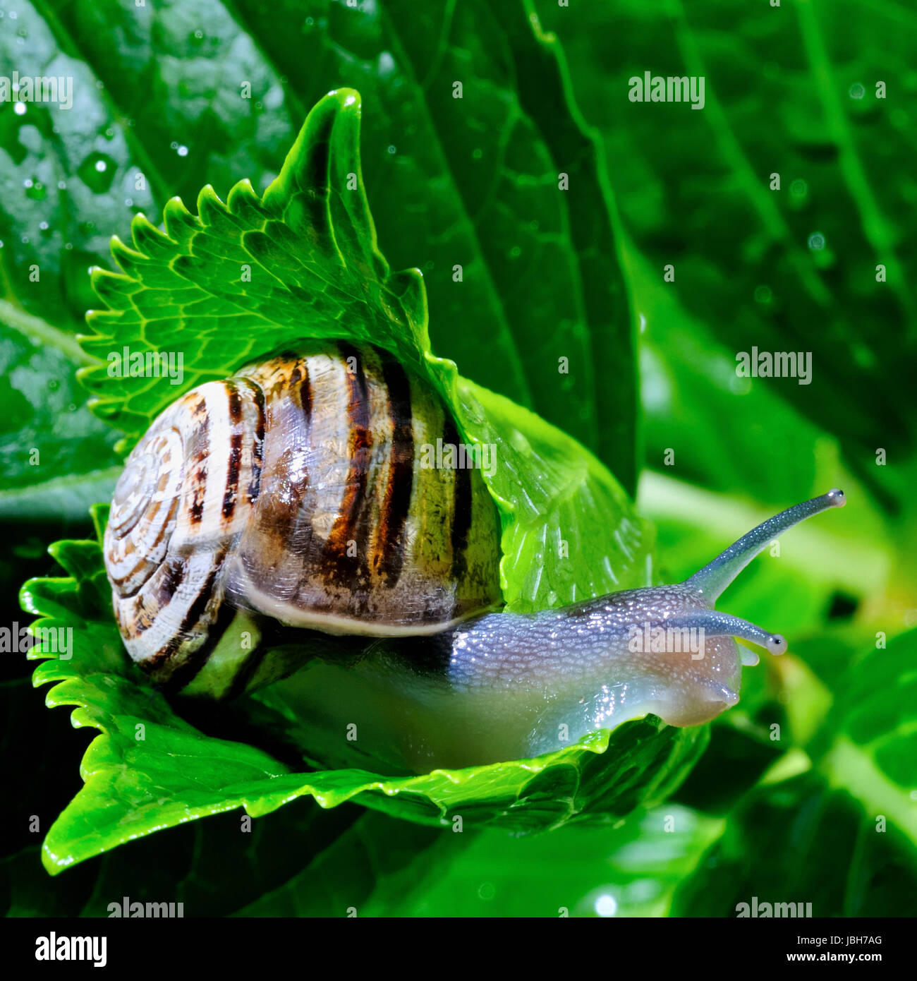 The snail belongs to invertebrates has outer shell that uses as a ...