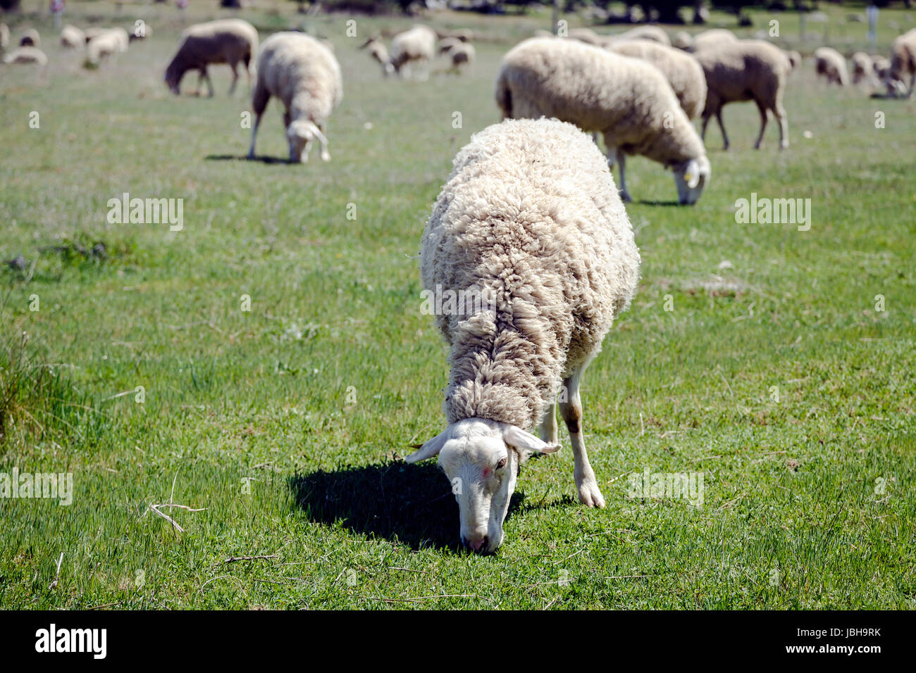 Farmland View of Sheep Grazing in a Green Field Stock Photo - Alamy