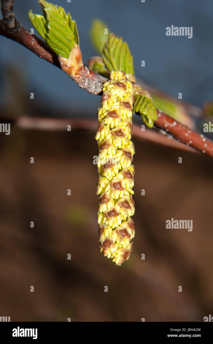 Spring Awakening Birch the first Birch catkins Stock Photo - Alamy