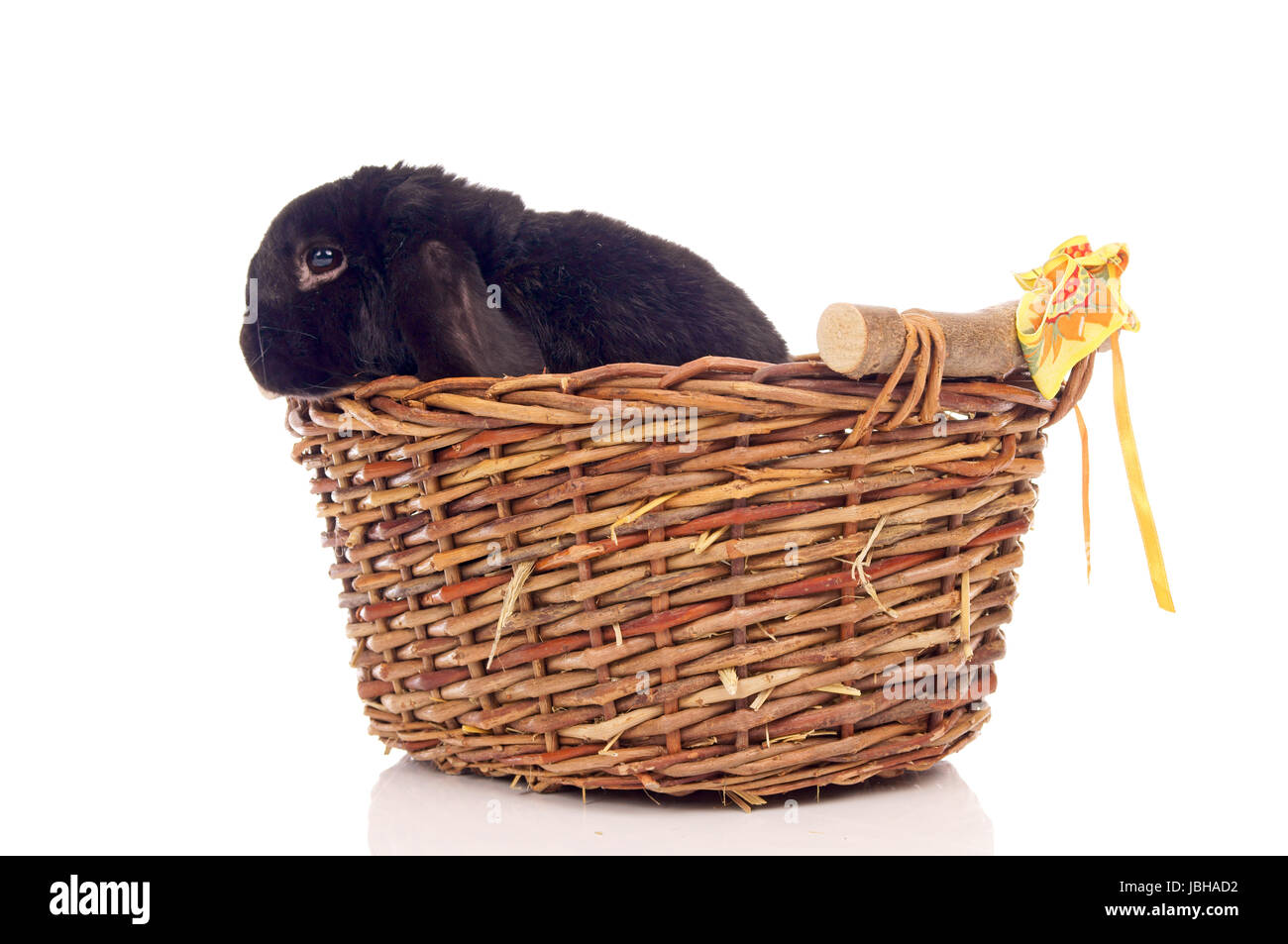 black Bunny in a basket over a white background Stock Photo - Alamy