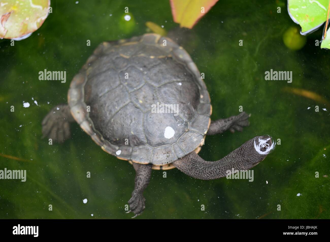 A close up shot of an Australian Murray River Turtle or Short Neck Turtle Stock Photo Alamy