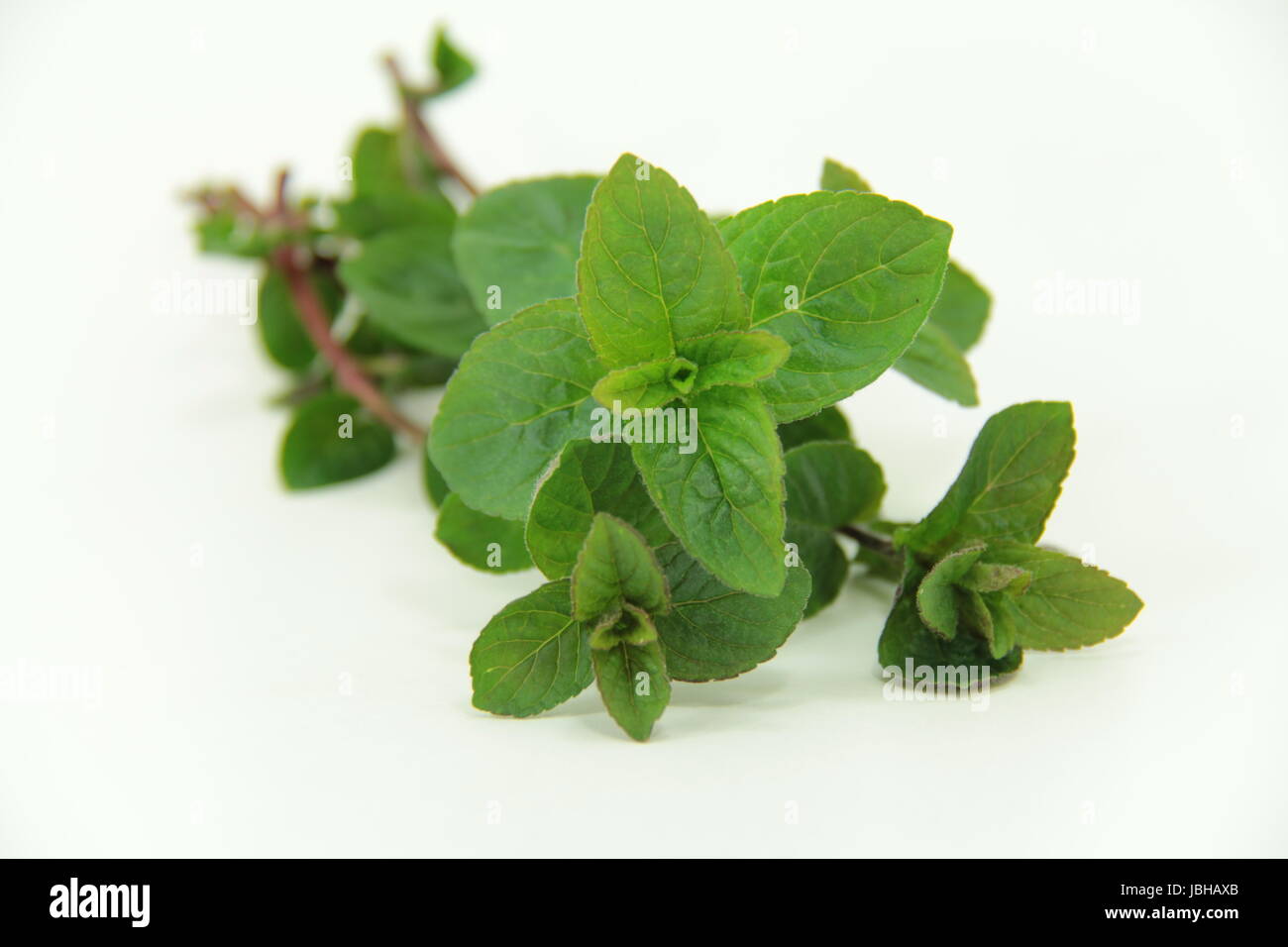 peppermint herbs Stock Photo Alamy