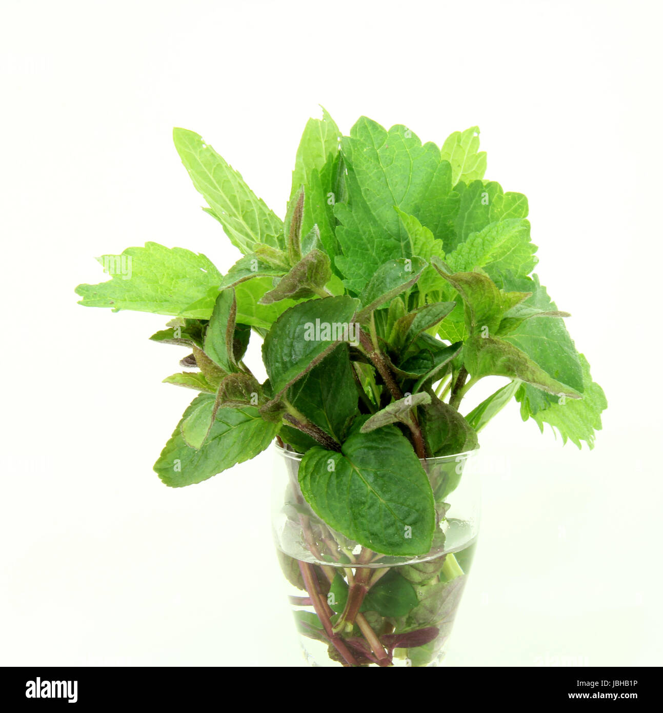peppermint herbs Stock Photo Alamy