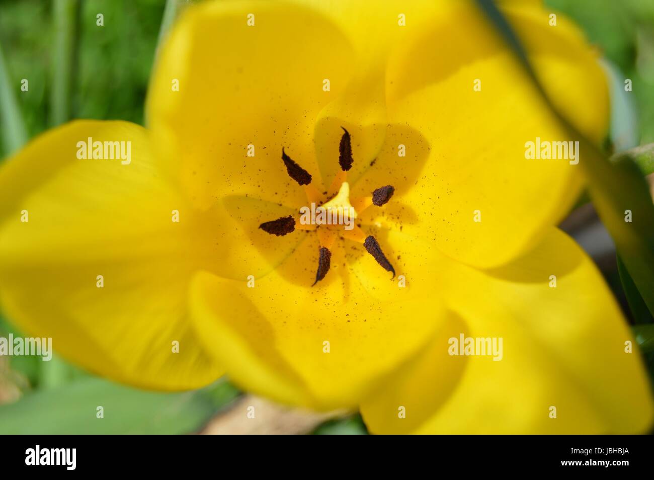 Close up of a yellow Tulip Stock Photo - Alamy
