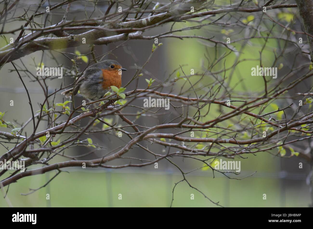 Robin in tree Stock Photo - Alamy