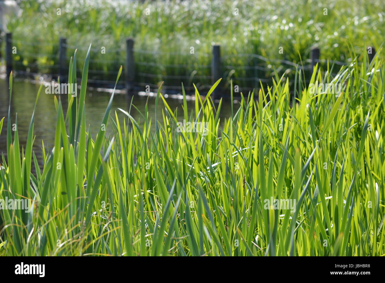 Grass around lake Stock Photo Alamy