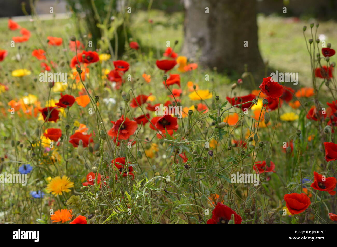 Mixture of wildflowers hi-res stock photography and images - Alamy