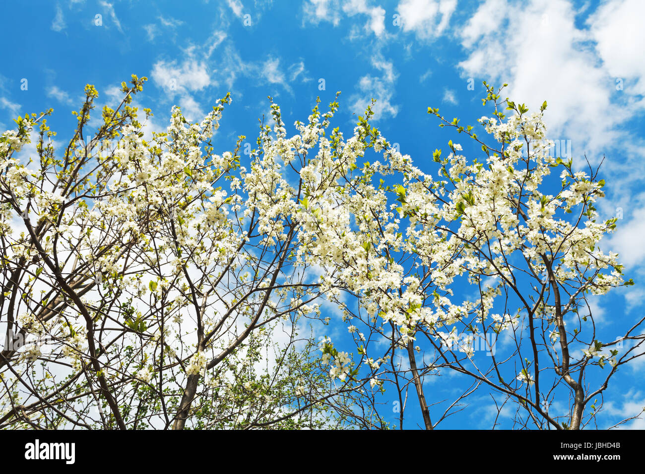 white blossoming cherry trees on blue sky background Stock Photo - Alamy
