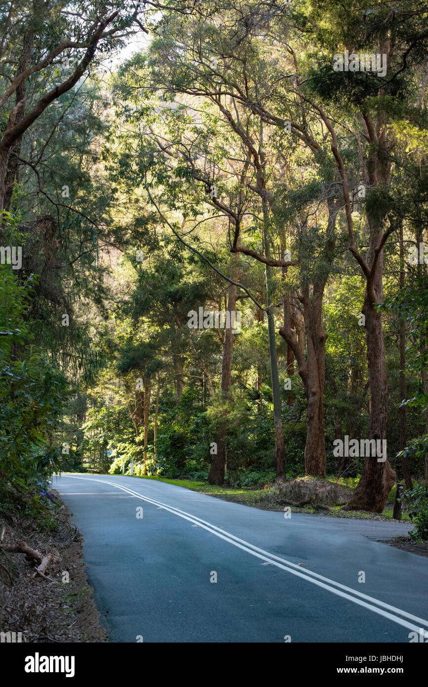A straight stretch of road in Sydney New South Wales, Australia,  lined with gum trees Stock Photo