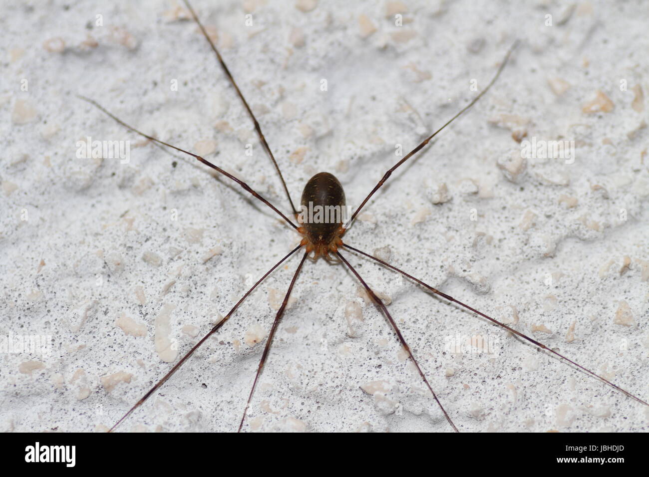 Hausspinne hi-res stock photography and images - Alamy