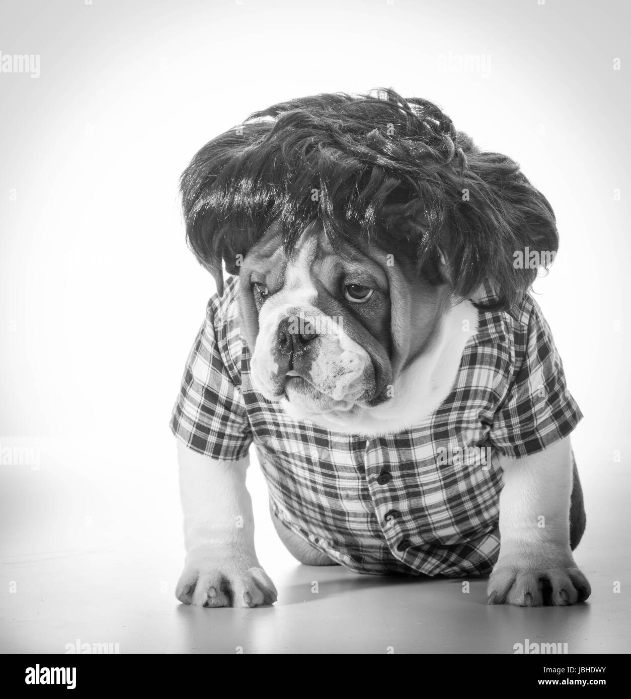 english bulldog wearing wig and plaid shirt Stock Photo