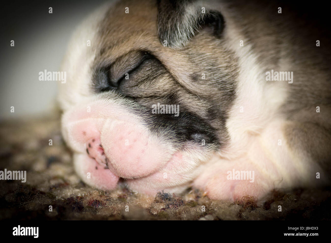 2 week old english bulldog puppies