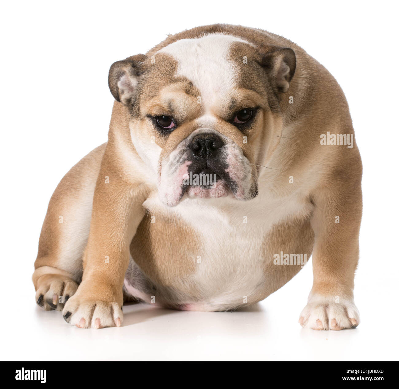 8 month english bulldog