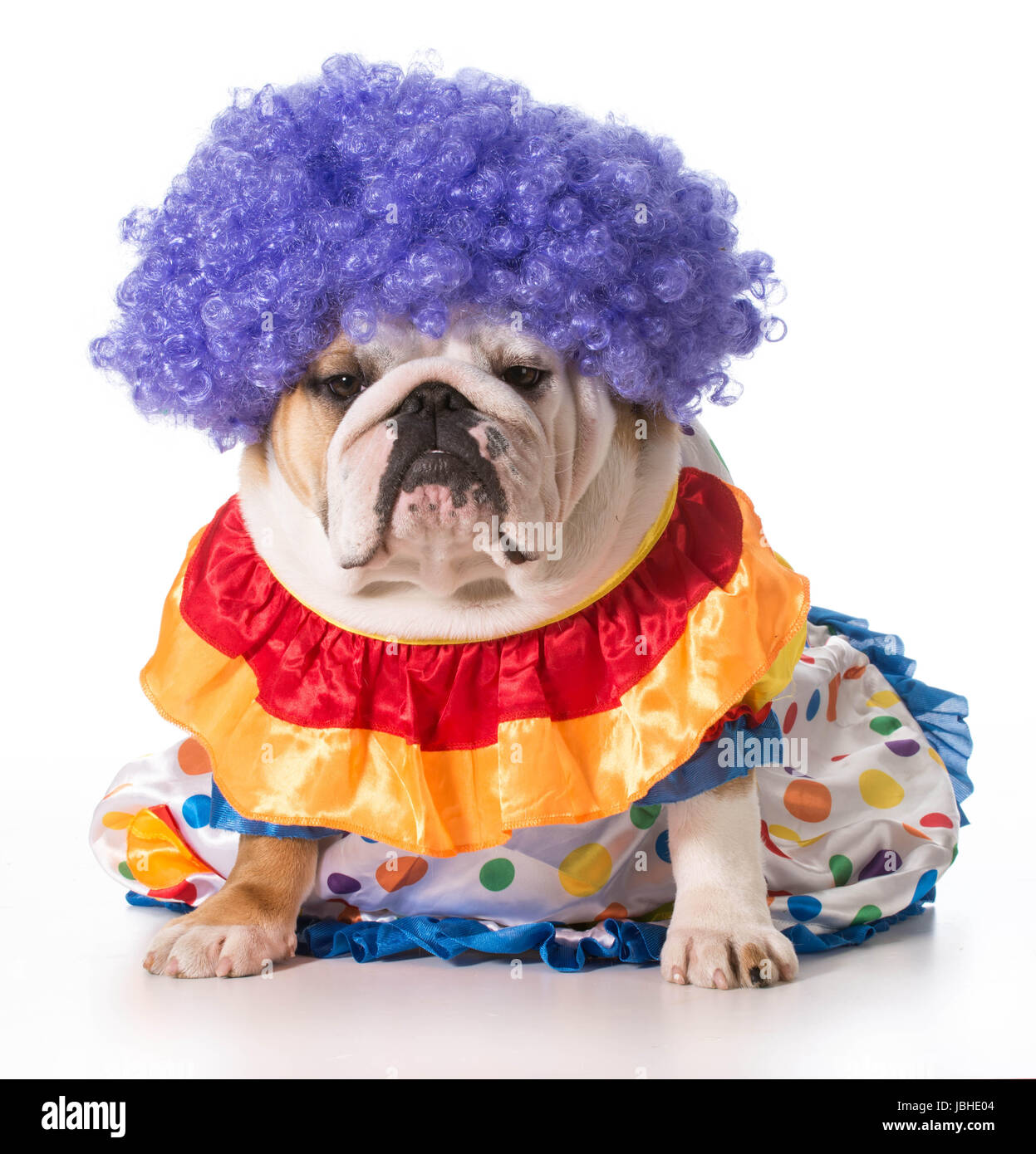 english bulldog wearing clown costume Stock Photo Alamy