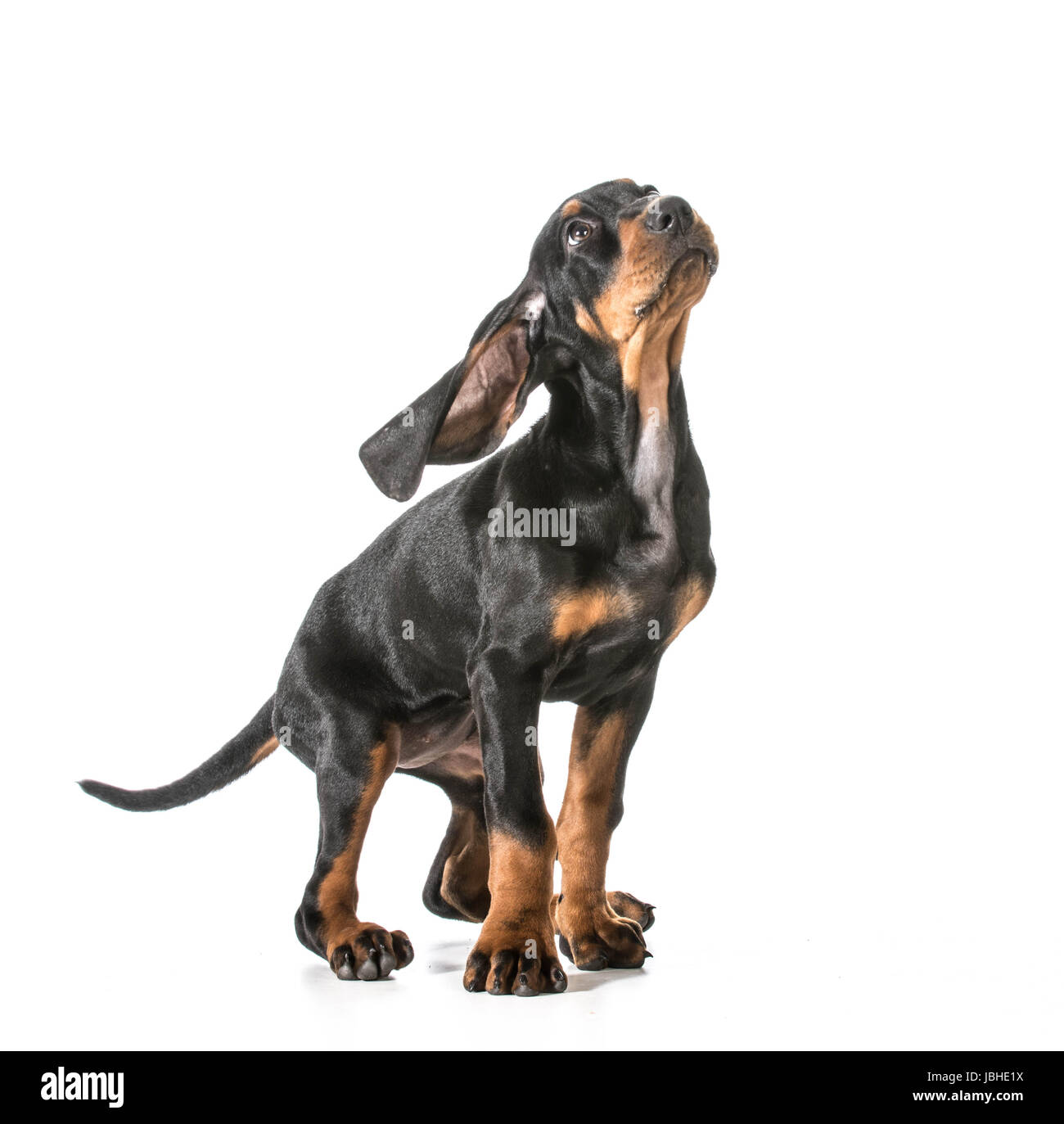 coonhound puppy black