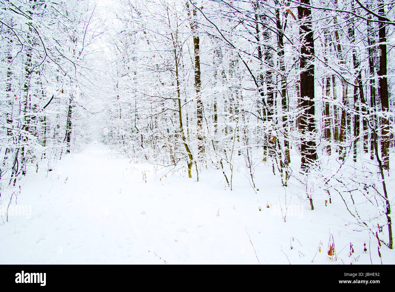 beautiful winter forest and the road Stock Photo - Alamy