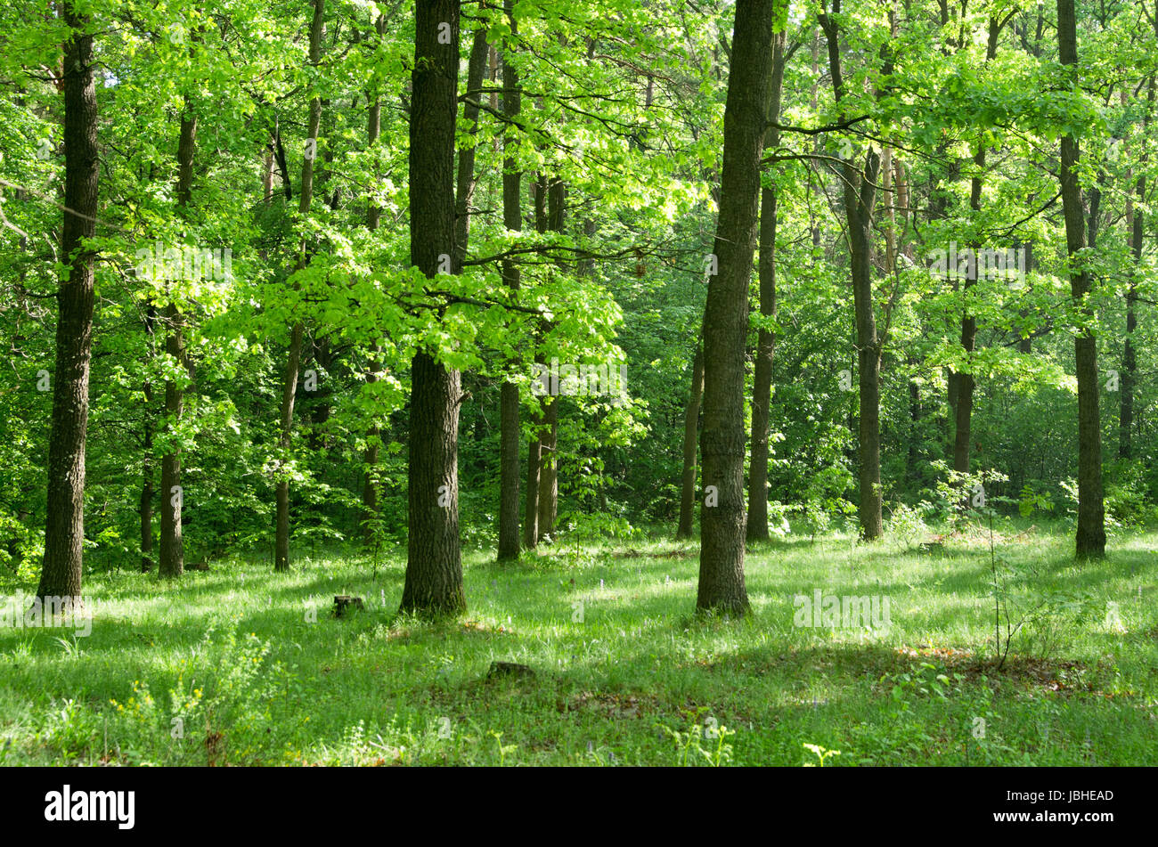 green forest background in a sunny day Stock Photo - Alamy