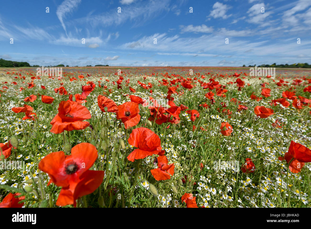 St albans london colney hi-res stock photography and images - Alamy