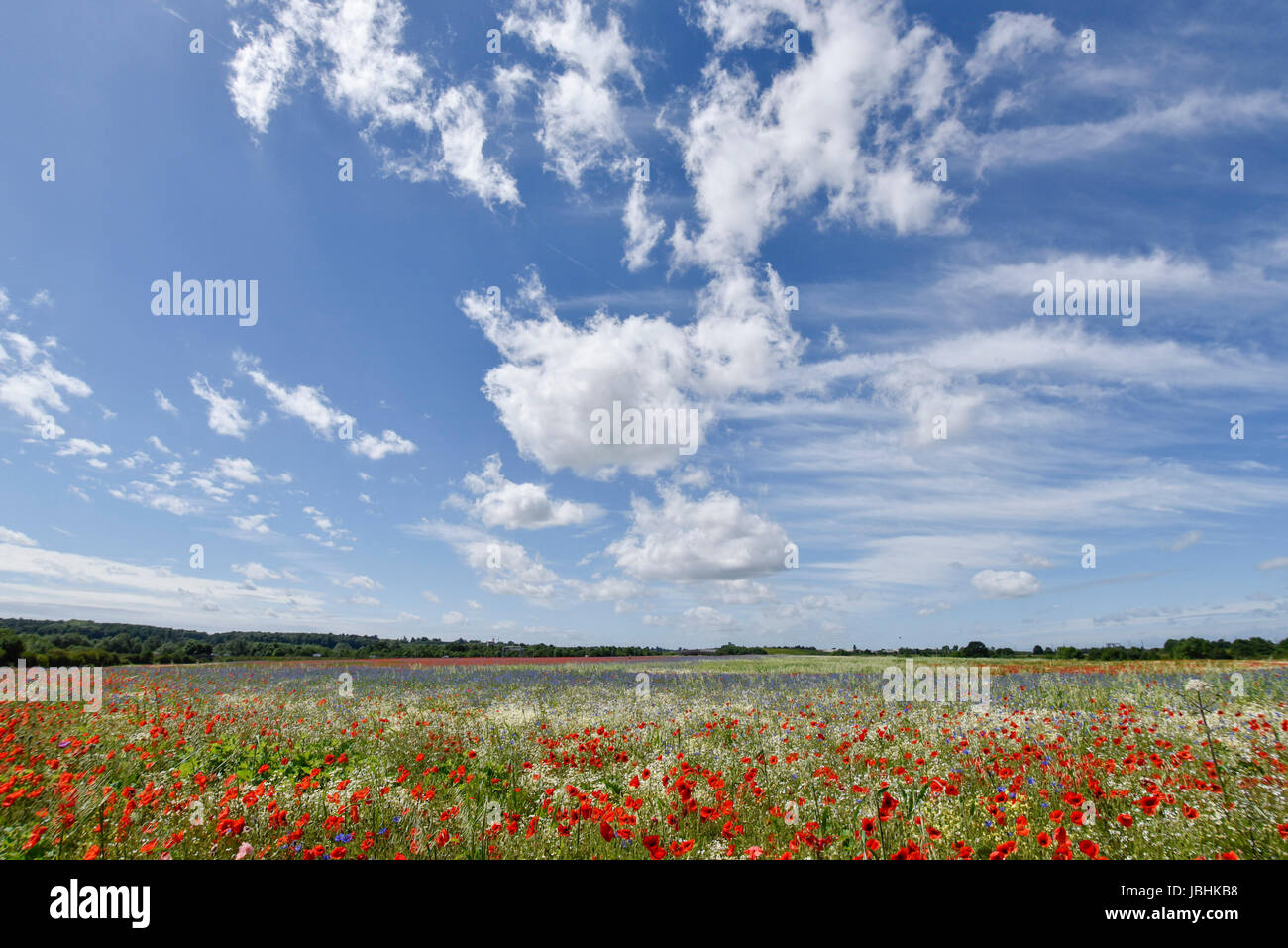 St Albans, UK. 11 June 2017. UK Weather - Poppies and other wildflowers ...